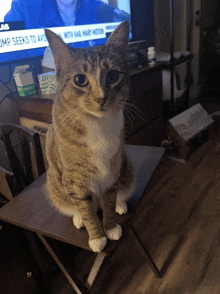 a cat is sitting on a table in front of a tv screen that says jump seeks to avo