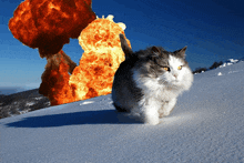 a cat is running in the snow in front of a huge explosion