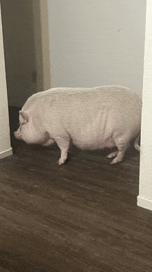 a large white pig is standing on a wood floor