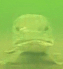 a fish is swimming in the water and looking at the camera with a serious look on its face .