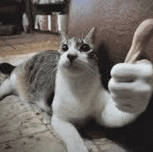 a cat is giving a thumbs up sign while laying on the floor next to a person .