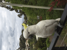 a white parrot with a yellow beak is perched on a black railing