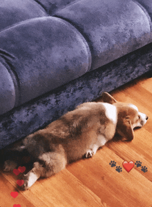 a dog laying on its back next to a couch