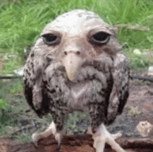 a close up of an owl with a big beak standing on a rock .