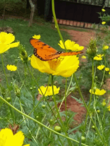 a butterfly is sitting on a yellow flower