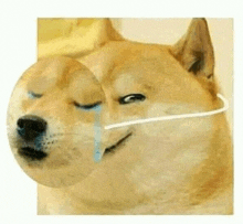 a dog wearing a mask is crying and smiling .