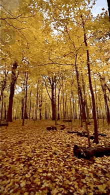 a forest with yellow leaves on the ground and trees