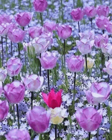 a field of purple and white tulips with a red one in the middle .