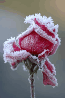 a close up of a flower covered in frost and ice