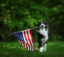 a black and white dog holding a small american flag in its mouth