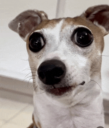 a close up of a brown and white dog 's face looking at the camera