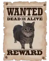 a wanted dead or alive poster with a cat