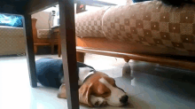 a dog is laying under a table in a living room