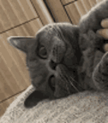 a person is petting a gray cat laying on its back on a couch .