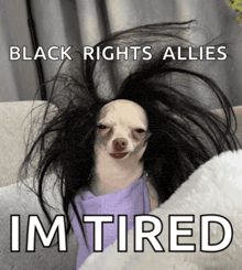 a picture of a dog with a wig on and the words " black rights allies im tired "