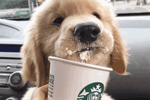 a puppy is drinking from a cup that says starbucks