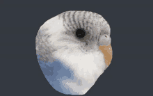 a close up of a white bird 's head with a black background