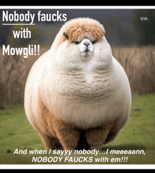 a picture of a sheep with the words nobody faucks with mowgli