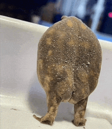 the back of a frog is covered in dirt and looks like a pig 's butt .