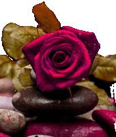 a purple rose sits on a pile of rocks