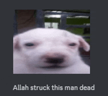 a picture of a white dog with the words allah struck this man dead below it