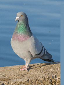 a pigeon is standing on a rock near the ocean