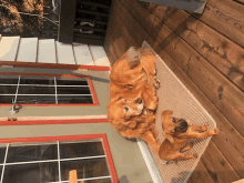 two dogs laying on a rug on a porch