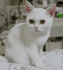 a white cat with orange eyes is sitting on a bed