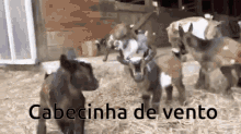 a group of goats are standing in a pile of hay with the words cabecinha de vento written on the bottom