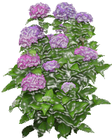 a bunch of purple flowers surrounded by green leaves