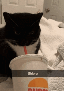 a black and white cat drinking from a cup that says dunkin ' donuts