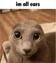 a close up of a cat 's face with the words `` i 'm all ears '' above it .