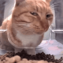 a close up of a cat eating food from a plastic container .