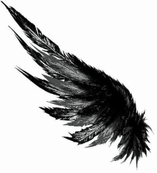 it looks like a black angel wing with a lot of feathers .