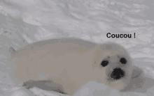 a seal laying in the snow with the words coucou written below it