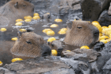 a group of capybaras are swimming in a pool filled with lemons