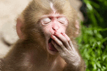 a baby monkey yawning with its hand on its face