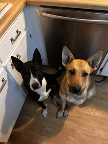 two dogs sitting next to each other in a kitchen looking at the camera