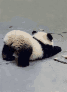 a panda bear is laying down on its back on the ground .