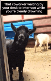 a picture of a goat with a caption that says that coworker