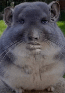 a close up of a chinchilla with a human face on it