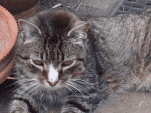 a close up of a cat laying down next to a pot