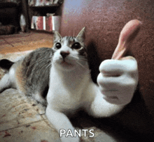 a cat is giving a thumbs up with the word pants behind it