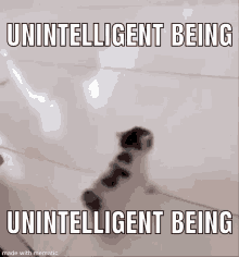 a cat is walking on a tiled floor with a caption that says `` unintelligent being unintelligent being ''