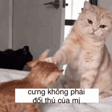 two cats are playing with each other on a bed and one of them is petting the other .