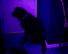 a dog is sitting in a dark room with purple lights