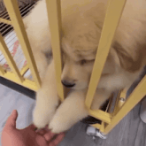 a person is petting a puppy behind a yellow cage