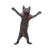 a gray cat standing on its hind legs with its paws outstretched