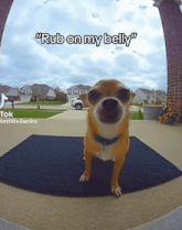 a dog standing on a door mat with the caption " rub on my belly " above it