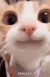 a close up of a cat 's face making a funny face and smiling .